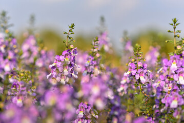 Wall Mural - Beautiful blooming angelonia goyazensis benth in in flowers village, udon thani province in thailand, vivid pink angelonia goyazensis benth, Angelonia Serana Lavender
