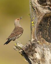 Female Northern Flicker (C. Auratus) At Nest Cavity, Outside Of Kamloops, Canada
