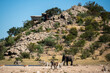 Elephants, zebras and springboks at a waterhole in front of a lodge in Etosha National Park in Namibia Africa