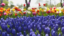 Field Of Blue Muscari And Colorful Tulips Of Different Varieties And Vibrant Colors Blooming In City Park. Tulip Blossom Festival In The Garden In Springtime. Flower Bed.