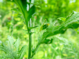 The meadow grasshopper (Tettigoniidae) (Isophya sp., male) disguises itself as the color of the surrounding vegetation, protective painting. The insect is actively gnawing the leaves