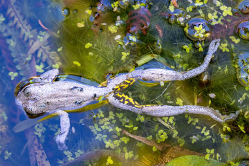 Australian Peron's Tree Frog that has recently died from confirmed Chytrid Fungus disease