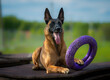 Portrait of a belgian shepherd malinois dog with purple puller toy