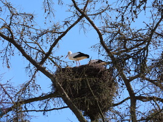 Wall Mural - Stork in nest high on top of leafless larch tree in early spring in the biggest white stork 'Ciconia ciconia' colony in the Baltic states - Matisi, Latvia 