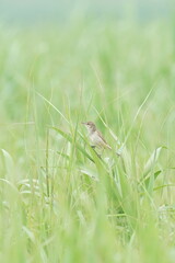 oriental reed warbler in a field