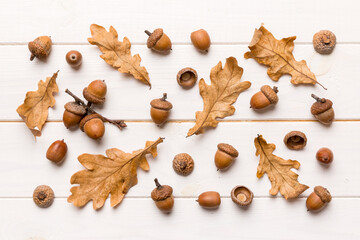 Wall Mural - branch with green oak tree leaves and acorns on colored background, close up top view