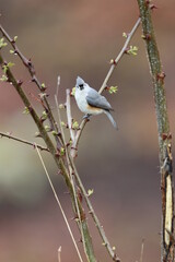 Wall Mural - Eye contact with a tufted titmouse on a black locust tree in springtime