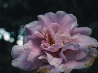 Canvas Print - Pink flower