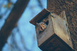 Wiewiórka wyglądająca z domku dla ptaków zawieszonym na drzewie