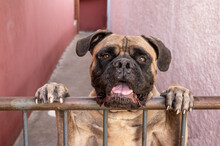  Boxer Dog In The Hallway Behind A Small Gate Looking At The Camera