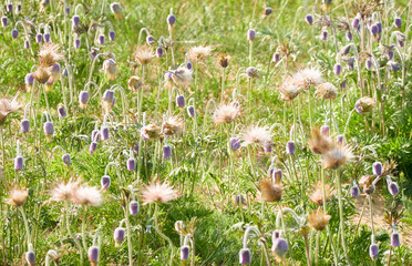 Wall Mural - Blooming forest meadow (lawn) of small purple flowers Pulsatilla pratensis. Soft morning sunlight. Spring, early summer. Pure nature, ecology, environment, botany. Close-up, macro, bokeh