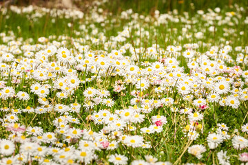 Sticker - White daisy flowers (Bellis annua), green grass. Blooming lawn in a city forest park. Soft sunlight. Spring, early summer. Nature, landscaping design, gardening, botany, peace and joy concepts