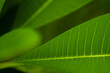 © kannapa - closeup nature view of green leaf background