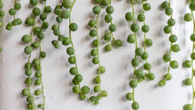 String Of Pearls Hanging From A White Pot Isolated Background