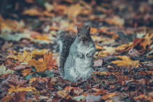 Grey Squirrel In The Park