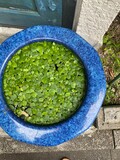 Fototapeta Dziecięca - Pot full of meadow greenery leaves, street of Tokyo old town Yanaka, beautiful blue and the green contrast, usually we put little fishes (medaka) in these pots.  Photo taken year 2022 June 17th