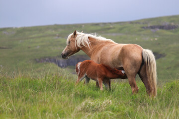 Wall Mural - Wild Welsh Mountain Pony - Brecon Beacon National Park