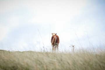 Wall Mural - Wild Welsh Mountain Pony - Brecon Beacon National Park