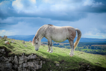 Wall Mural - Wild Welsh Mountain Pony - Brecon Beacon National Park