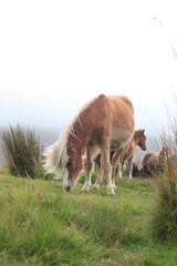 Wall Mural - Wild Welsh Mountain Pony - Brecon Beacon National Park