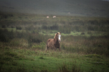 Wall Mural - Wild Welsh Mountain Pony - Brecon Beacon National Park