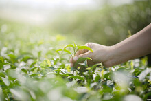 Closeup Hand With Picking Fresh Tea Leaves In Natural Organic Green Tea Farm