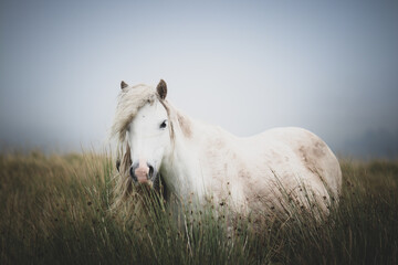 Wall Mural - Wild Welsh Mountain Pony - Brecon Beacon National Park