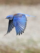 Western Bluebird in flight