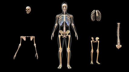 Wall Mural - Human Skeletal System Anatomy 3d illustration