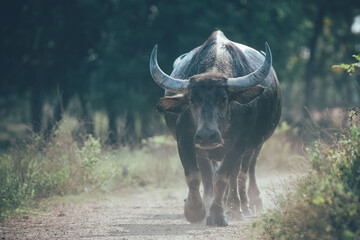 Wall Mural - Thai buffalo walking back home