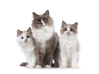 Leinwandbilder - Beautiful mother with 2 cute mink Ragdoll cat kitten, sitting and standing beside each other facing front. Looking towards camera with aqua greenish eyes. Isolated on a white background.