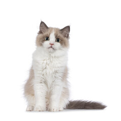 Leinwandbilder - Cute mink Ragdoll cat kitten, sitting up facing front. Looking towards camera with aqua greenish eyes. Isolated on a white background.