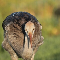 Sticker - Juvenile Sandhill Crane Colt Kissed by the Golden Sun