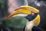 Fototapeta  - great hornbill on black background