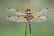 Four Spotted Chaser Dragonfly (Libellula quadrimaculata) sparkling in the early morning light