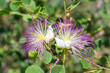 Selective focus on caper bush flower (capparis spinosa)