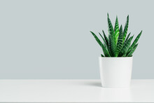 One Aloe Succulent In White Pot On Neutral Gray Background. Environment Friendly Summer Or Spring Time Minimal Design Concept With Copy Space