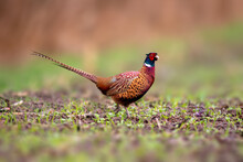 A Pheasant Rooster In A Field