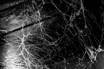 Wall Mural - spider web dark background