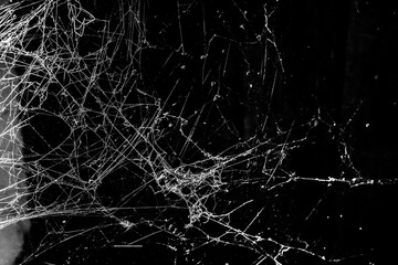 Wall Mural - spider web dark background