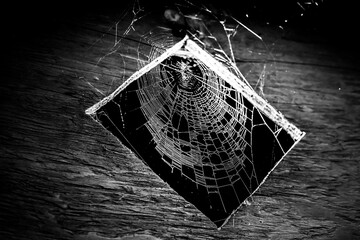 Wall Mural - spider web dark background