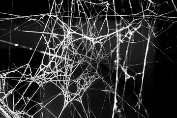 Wall Mural - spider web dark background