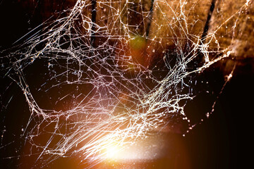 Wall Mural - spider web dark background