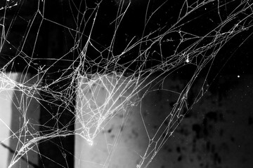 Wall Mural - spider web dark background