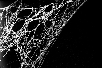 Wall Mural - spider web dark background