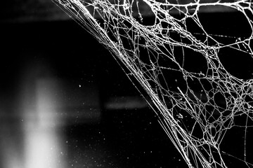 Wall Mural - spider web dark background