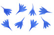 Blue cornflower petals isolated on white background, top view. Background of blue cornflower petals isolated on white. Set of blue cornflower petals isolated on white background, top view. Floral set.