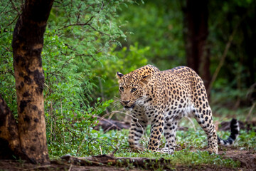 Wall Mural - Indian wild male leopard or panther walking head on with an eye contact in natural green background during monsoon season wildlife safari at forest of central india - panthera pardus fusca