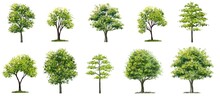 Set Of Watercolor Of Tree Side View Isolated On White Background For Landscape  And Architecture Drawing, Elements For Environment And Garden,botanical For Section 