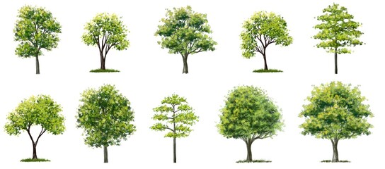 Wall Mural - set of watercolor of tree side view isolated on white background for landscape and architecture draw